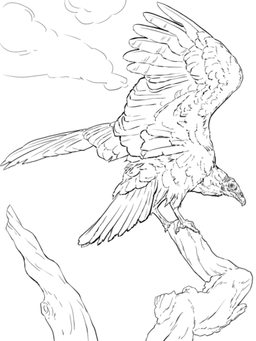 Realistic Turkey Vulture Coloring Page